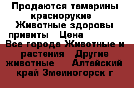 Продаются тамарины краснорукие . Животные здоровы привиты › Цена ­ 85 000 - Все города Животные и растения » Другие животные   . Алтайский край,Змеиногорск г.